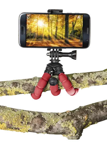 Tripod is attached to a branch.
